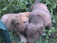 Two girls playing