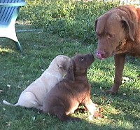 Mom and 2 pups 6 Weeks