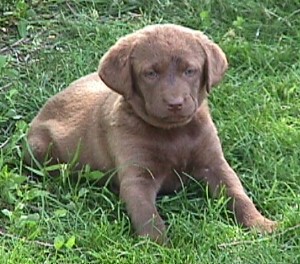 Chris's Puppy Girl 7 Weeks