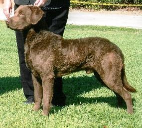 chester peak bay retriever