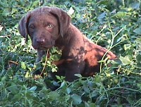 Dark Brown Puppy Girl