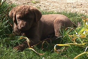 Puppy Boy 7 Weeks