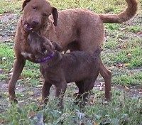 Puppy Girl & Mom