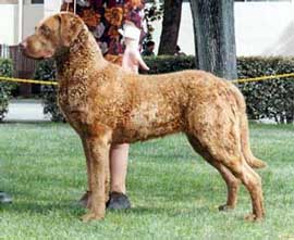 Blonde chesapeake shop bay retriever