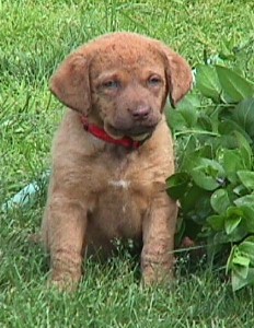 Barrett's puppy girl 7 weeks