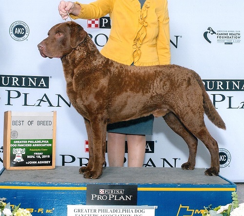 chesapeake bay retriever puppies for sale near me chesapeake bay retriever puppies for sale chesapeake bay retriever breeders dogs chesapeake bay retriever puppies for sale near me chesapeake bay retriever puppies for sale chesapeake bay retriever breeders dogs