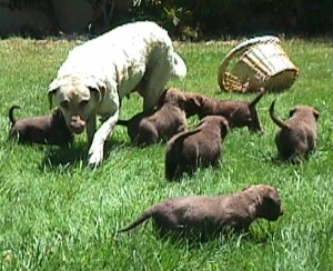 Blondie & Pups 4 weeks