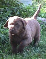 Puppy Girl 6 Weeks