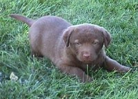 Puppy Dog 5 weeks