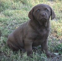 Male Pup 6 weeks!