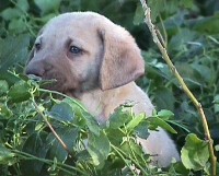 Deadgrass Male 6 Week Birthday!