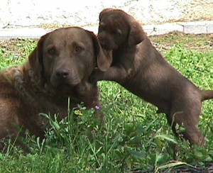 Eclipse & pup 6 1/2 weeks