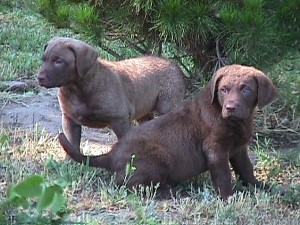 Puppy Girl & Boy 7 Weeks