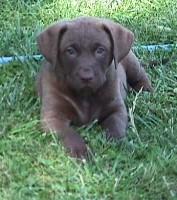 Puppy Girl 7 Weeks