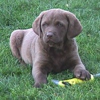 Puppy Boy 7 1/2 Weeks