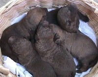 Pups 2 Weeks Old