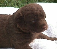 Puppy Girl 3 weeks